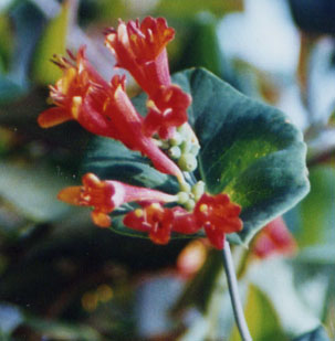 Lonicera ciliosa